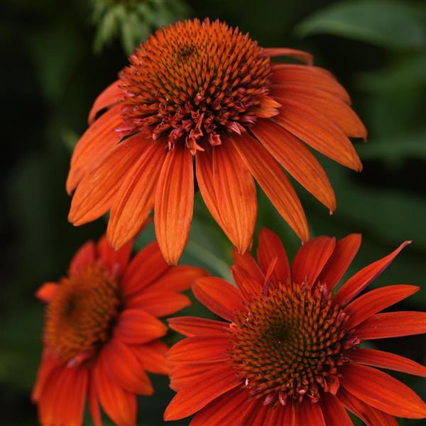 Echinacea Sombrero® Fiesta Orange (Echinacea x hybrida &