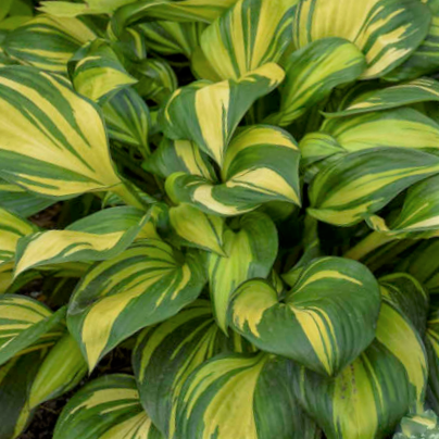 Hosta Rainbows End (HOSTA RAINBOWS END) - 1 gallon