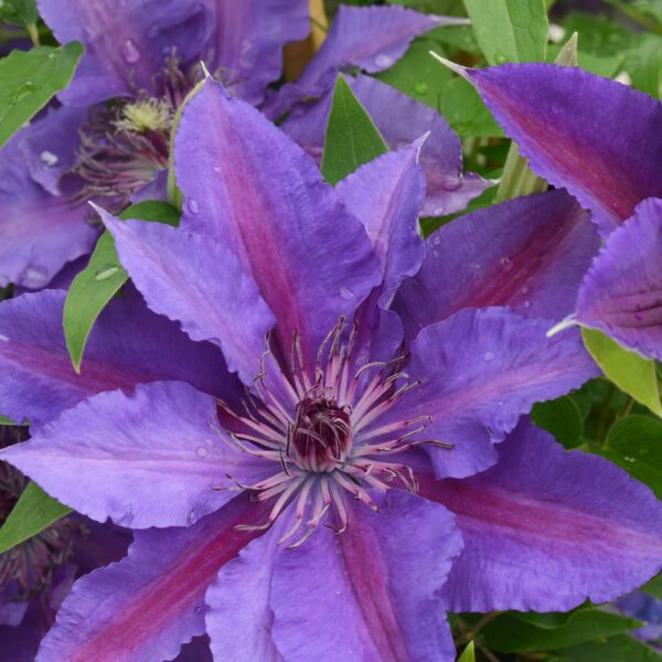 Paulie™ (CLEMATIS PAULIE) - 3QT