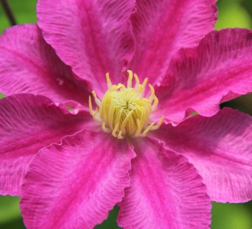Abilene™ Clematis (CLEMATIS ABILENE) - 1 gallon