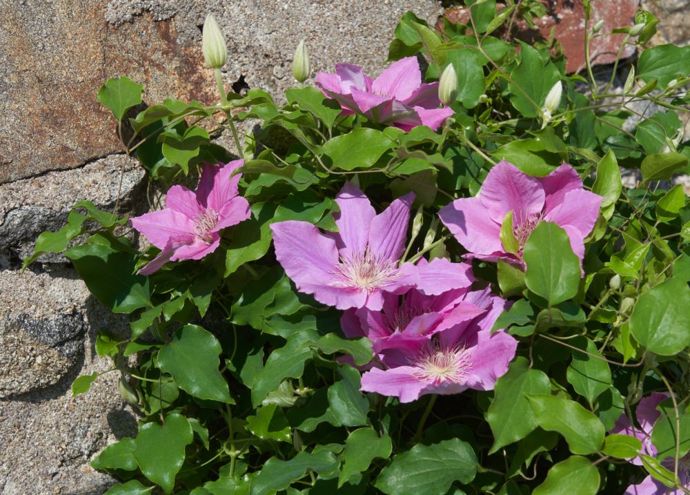 Bridgewater™ Clematis (CLEMATIS BRIDGEWATER) - 1 gallon