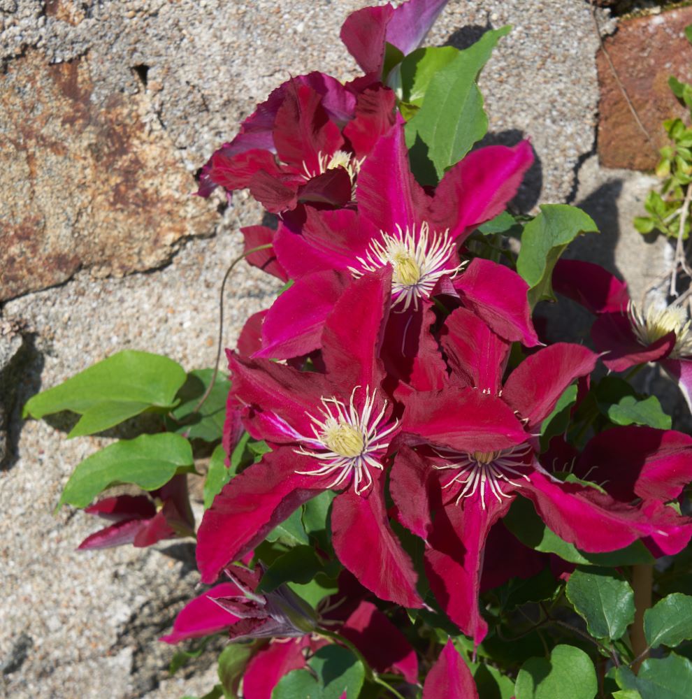 Elpis™ Clematis  (CLEMATIS ELPIS) - 1 gallon