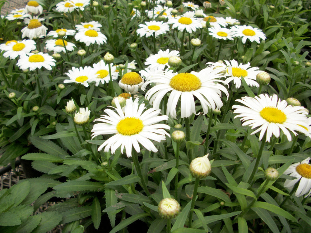 Snow Lady Shasta Daisy (Leucanthemum x superbum &