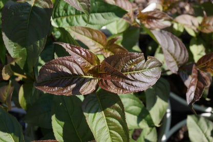 Kodiak® Black Diervilla (Diervilla sessilifolia &