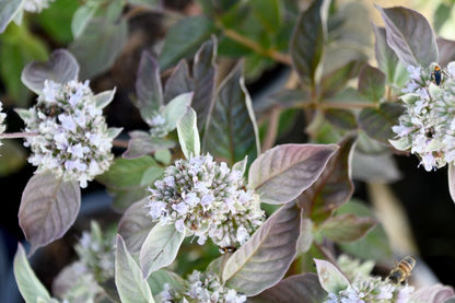 Smokey Mountain Mint (Pycnanthemum x &
