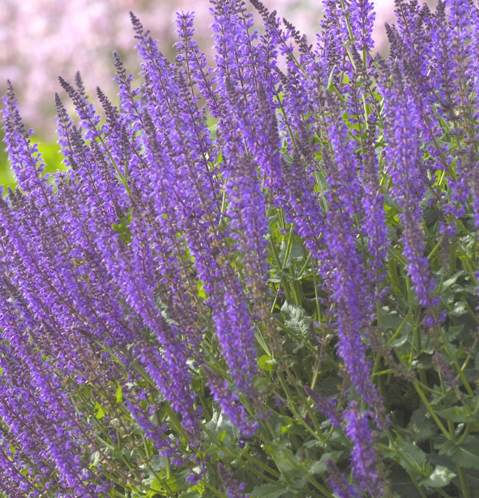 May Night Wood sage (Salvia nemorosa &