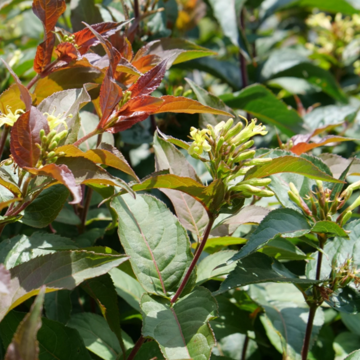 Ru-Bee Wren® Mountain Bush Honeysuckle (Diervilla lonicera &
