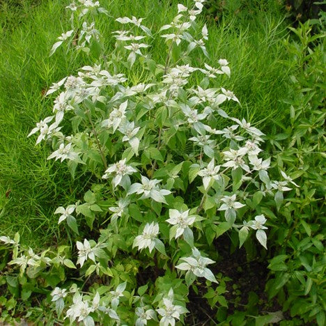 Short Toothed Mountain Mint (Pycnanthemum muticum) - 1 gallon
