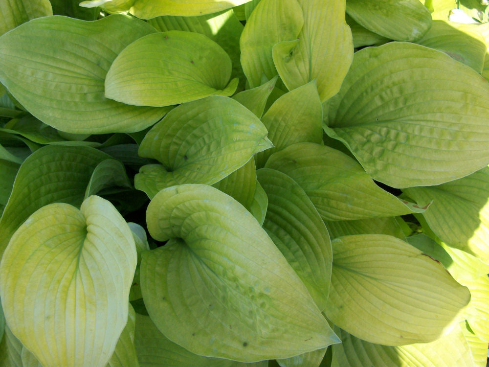 August Moon Plantain Lily (Hosta august &