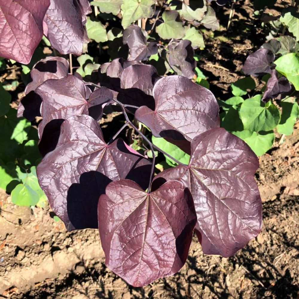 Midnight Express® Redbud (Cercis canadensis &