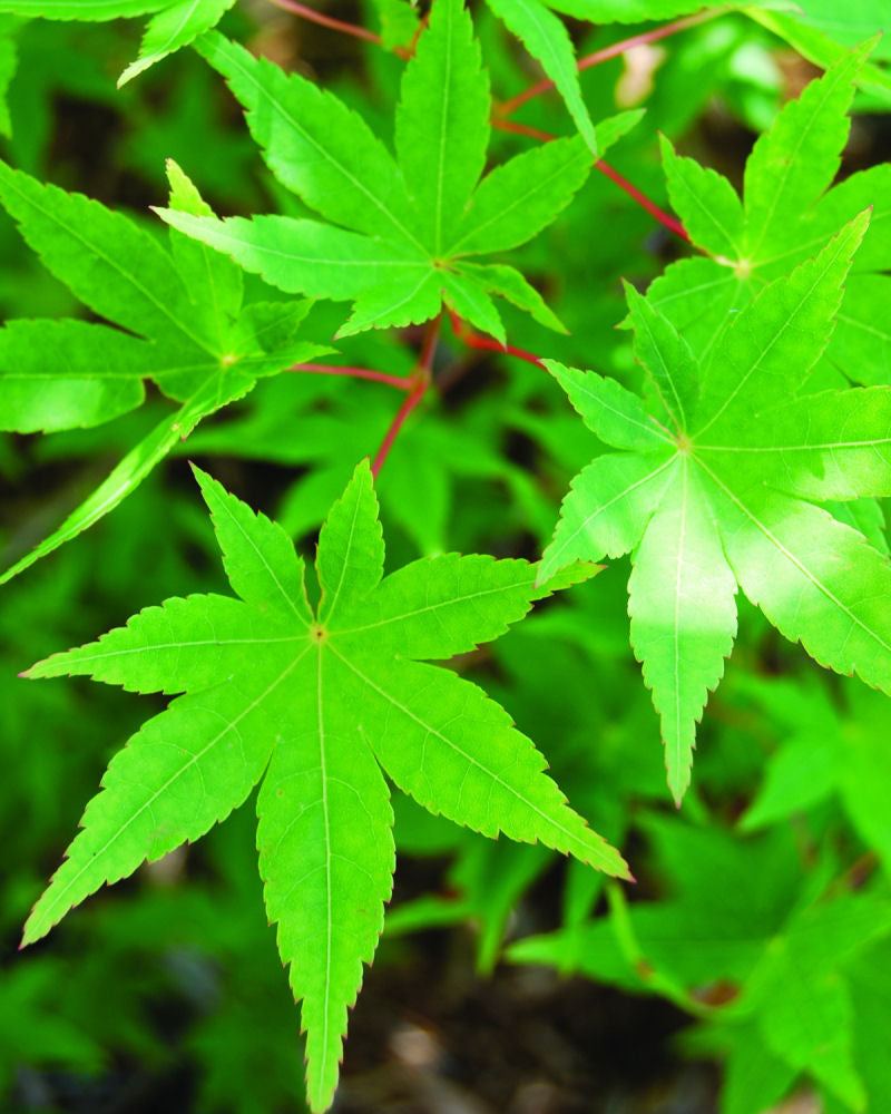 Ryusen Japanese Maple (Acer palmatum &