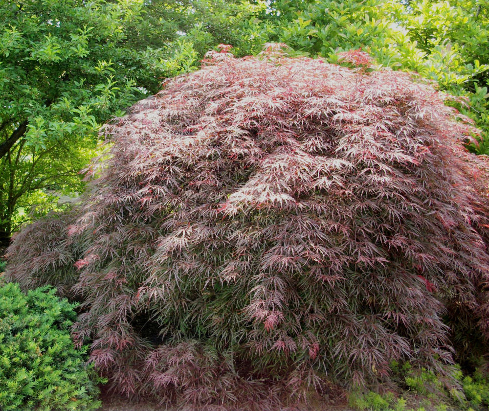 Garnet Laceleaf Japanese Maple (Acer palmatum var. dissectum &
