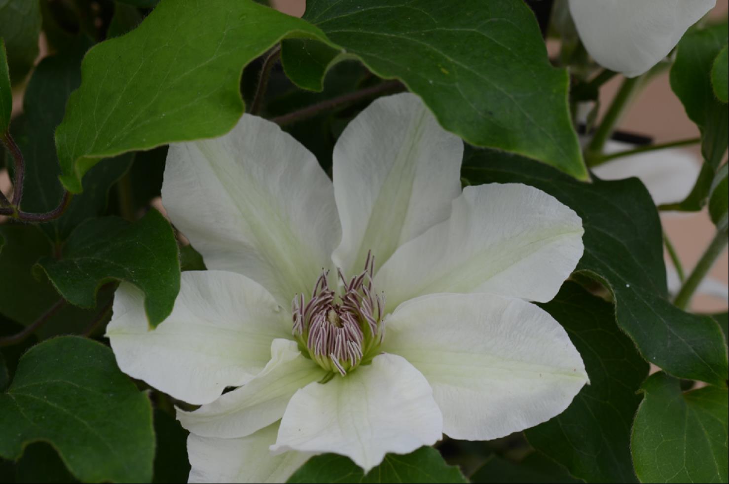 Kitty™ Clematis (Clematis kitty) - 3QT