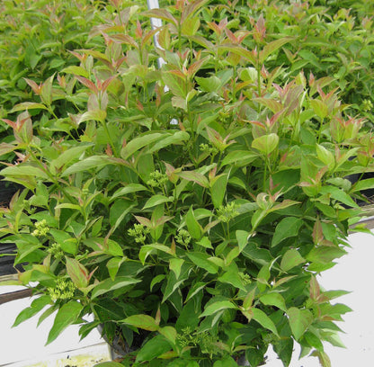 Muskingum® Gray Dogwood (Cornus racemosa &
