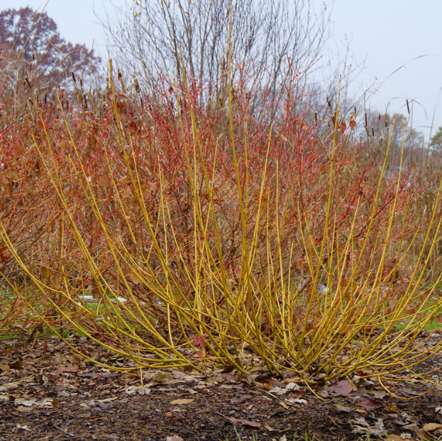 Red-Osier Dogwood (Cornus stolonifera &
