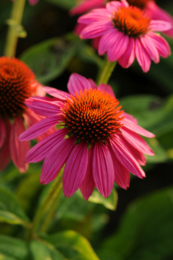 Powwow Wild Berry Coneflower (Echinacea purpurea &