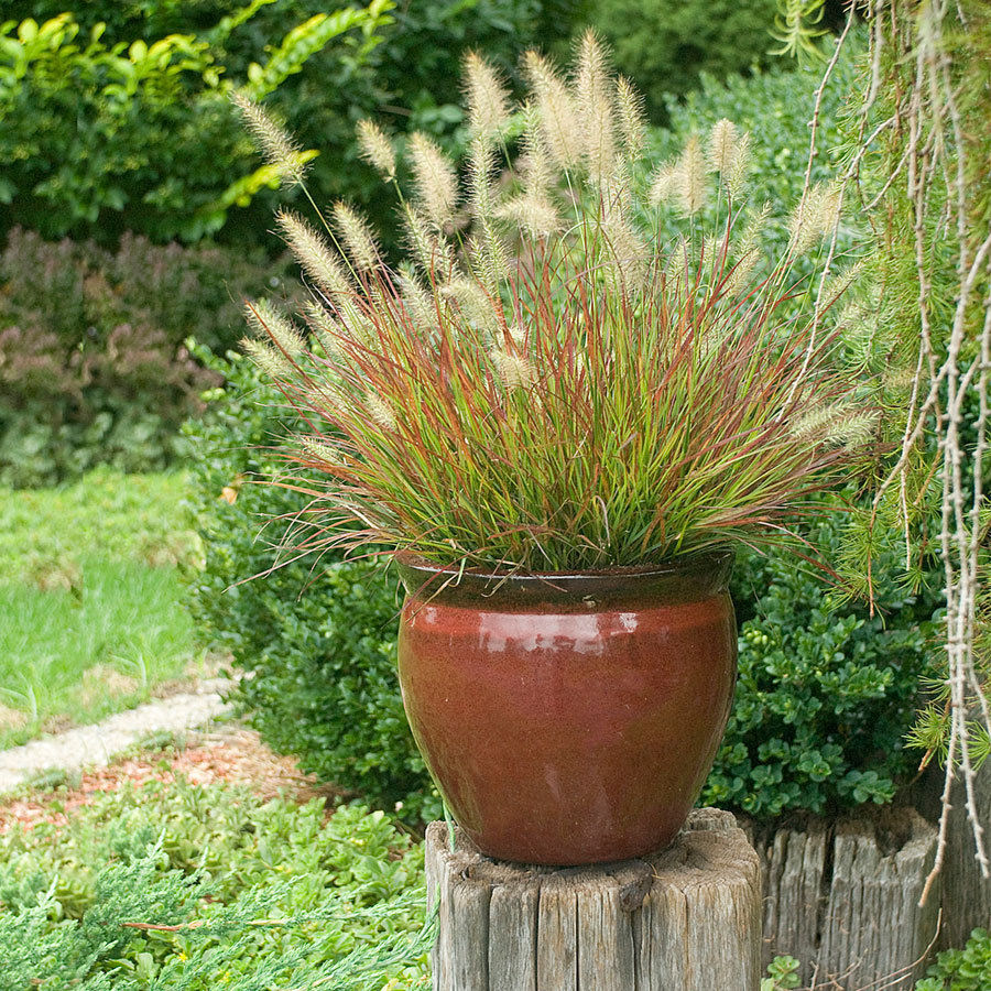 Burgundy Bunny Fountain Grass (Pennisetum alopecuroides &
