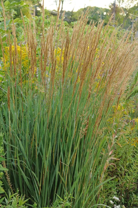 Indian Grass (Sorghastrum &