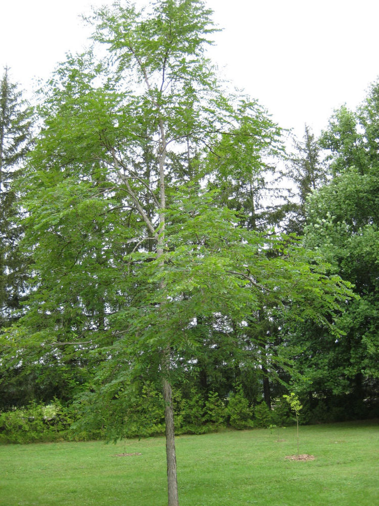 Kentucky Coffee Tree (Gymnocladus dioicus) - 5 gallon 48"