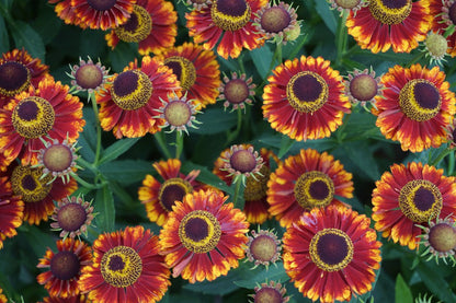 Bandera Sneeze Weed (Helenium &