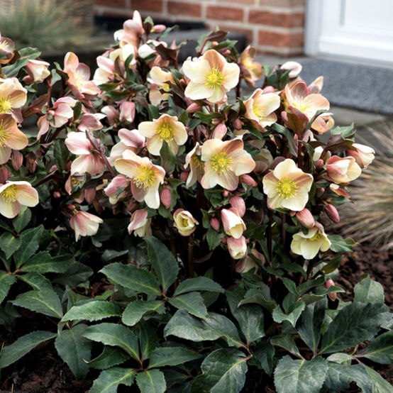 Camelot® Lenten Rose (Helleborus &