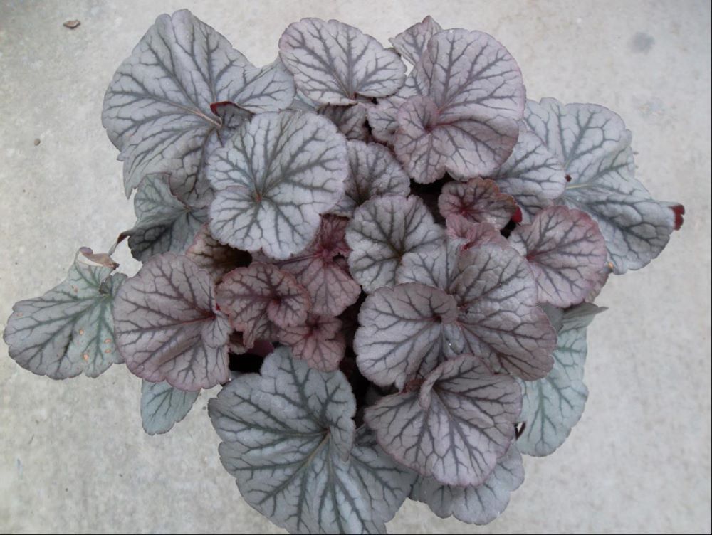 Northern Exposure™ Silver Coral Bells (Heuchera &