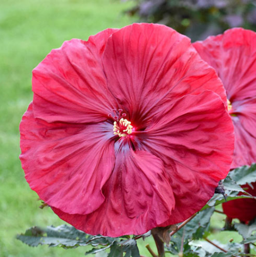 Blackberry Merlot Rose Mallow (Hibiscus blackberry &