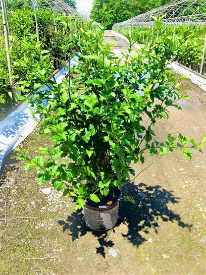 First Editions® Fiji™ Rose of Sharon (Hibiscus syriacus &