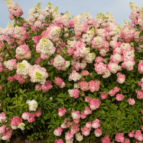 Berry White® Panicle Hydrangea (Hydrangea &