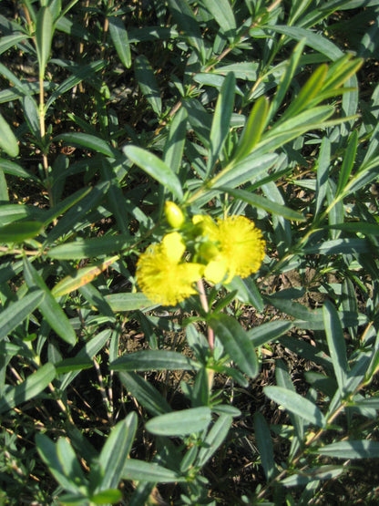 Sunburst St. Johnswort (Hypericum frondosum &