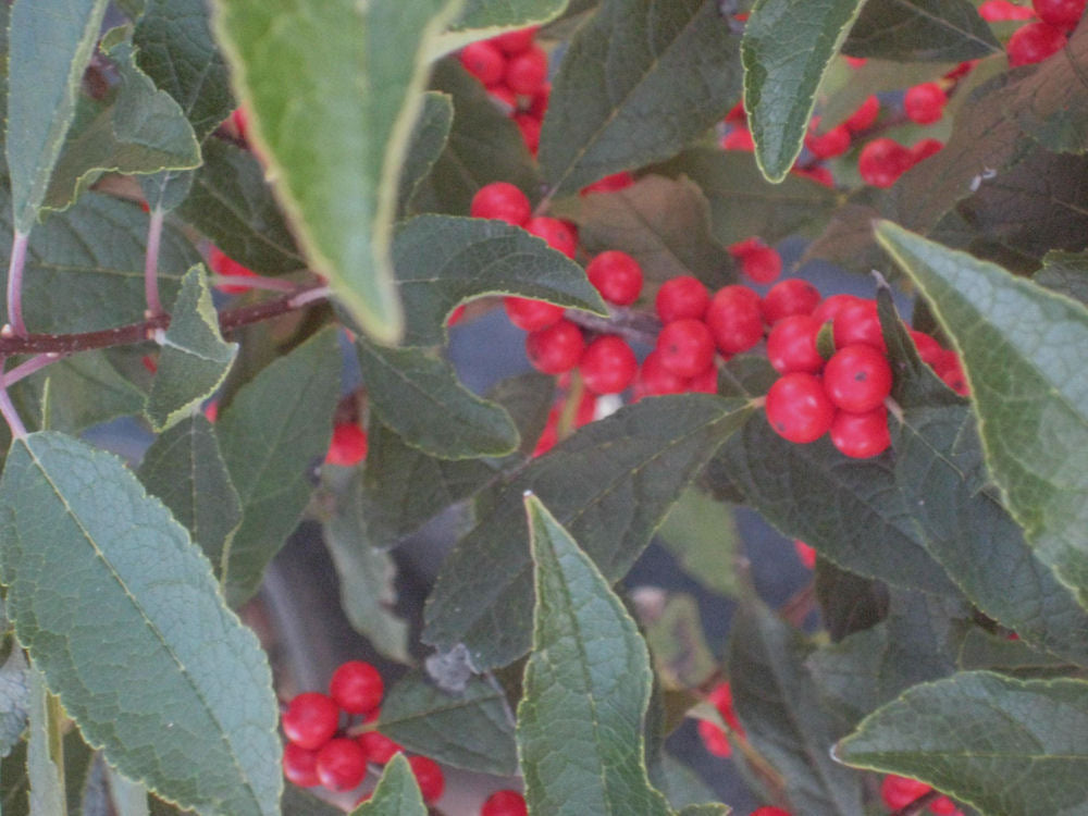 Red Sprite Winterberry Holly (Ilex verticillata &