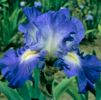 City Lights Reblooming Bearded Iris (Iris germanica &
