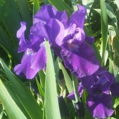 Iris ‘Halston’ (Iris germanica &