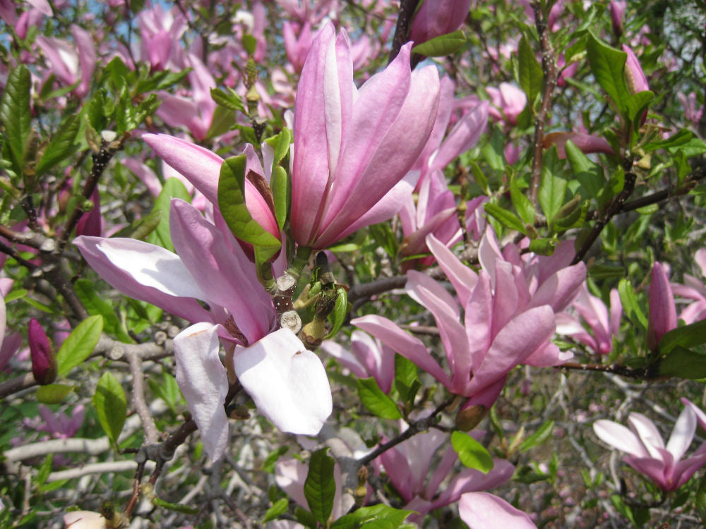 Jane Magnolia (Magnolia x &