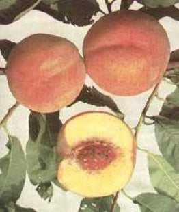 Halehaven Peach (Prunus persica &