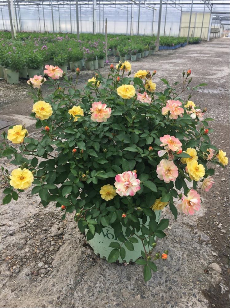 Color Cocktail Rose (Rosa color &