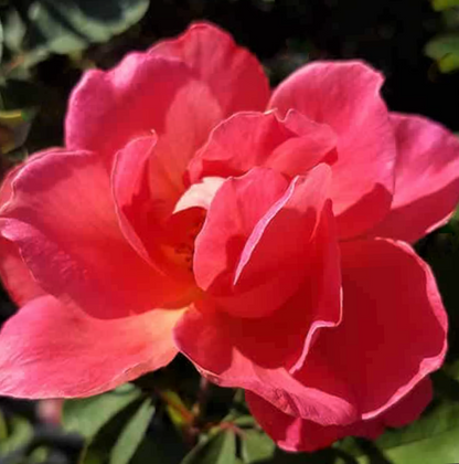 Coral Miracle On The Hudson Rose (Rosa coral &