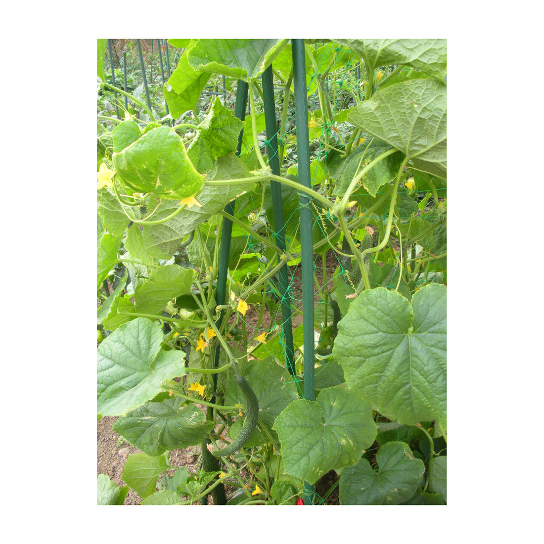 48&quot; Metal Garden Stake