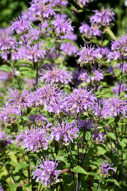 Blue Stocking Bee Balm (Monarda D &