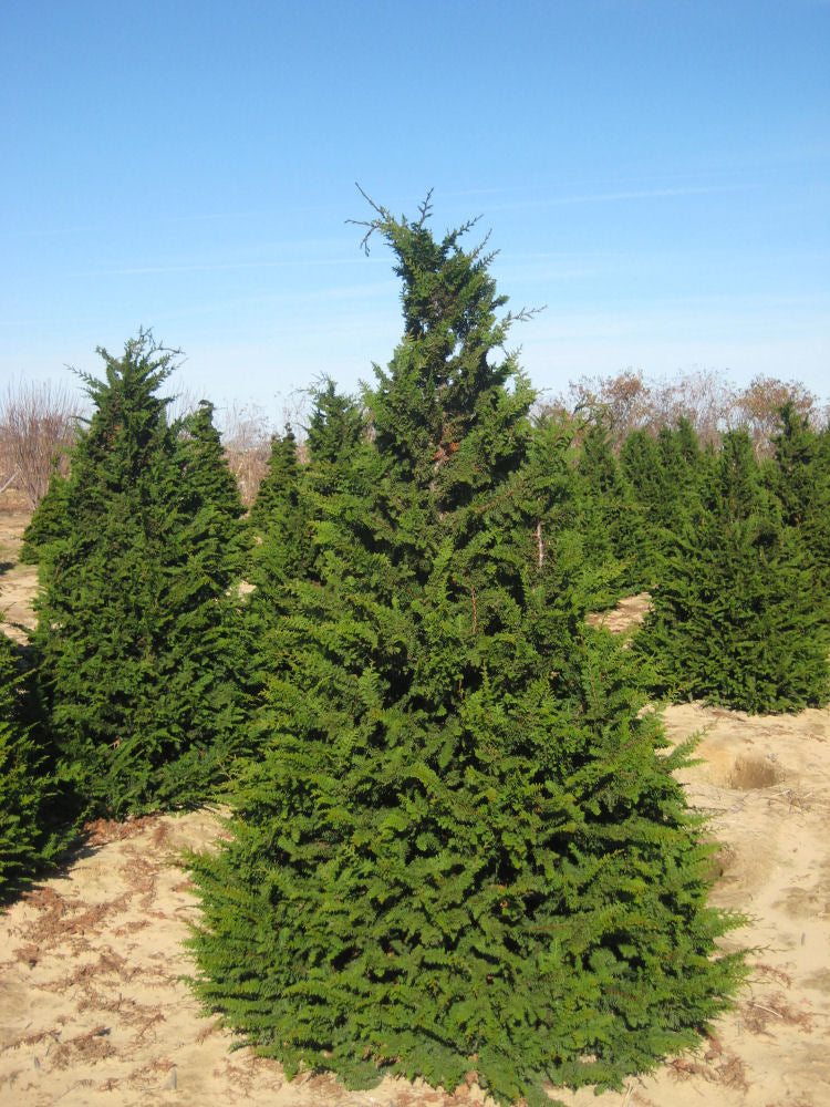 Fernspray False Cypress (Chamaecyparis obtusa &