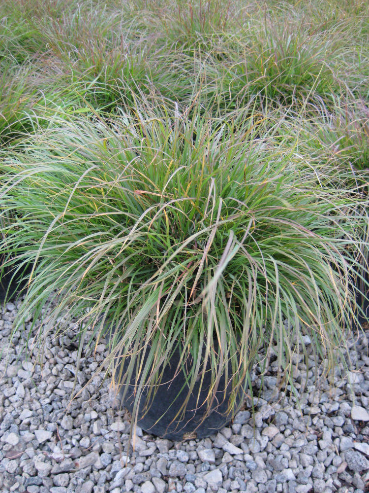 Hameln Fountain Grass (Pennisetum alopecuroides &