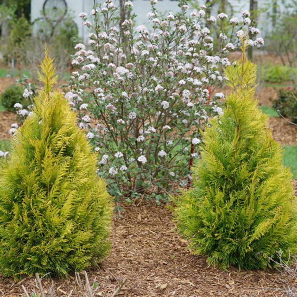 Fluffy® Western Arborvitae (Thuja plicata &