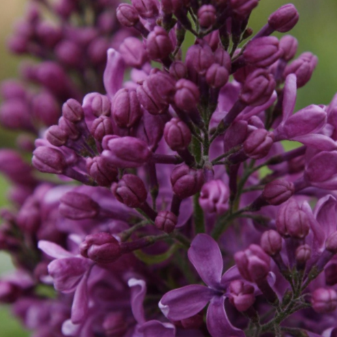 Purple Glory Lilac (Syringa x &