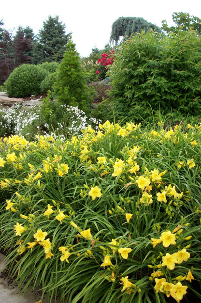 Happy Returns Daylily (Hemerocallis &