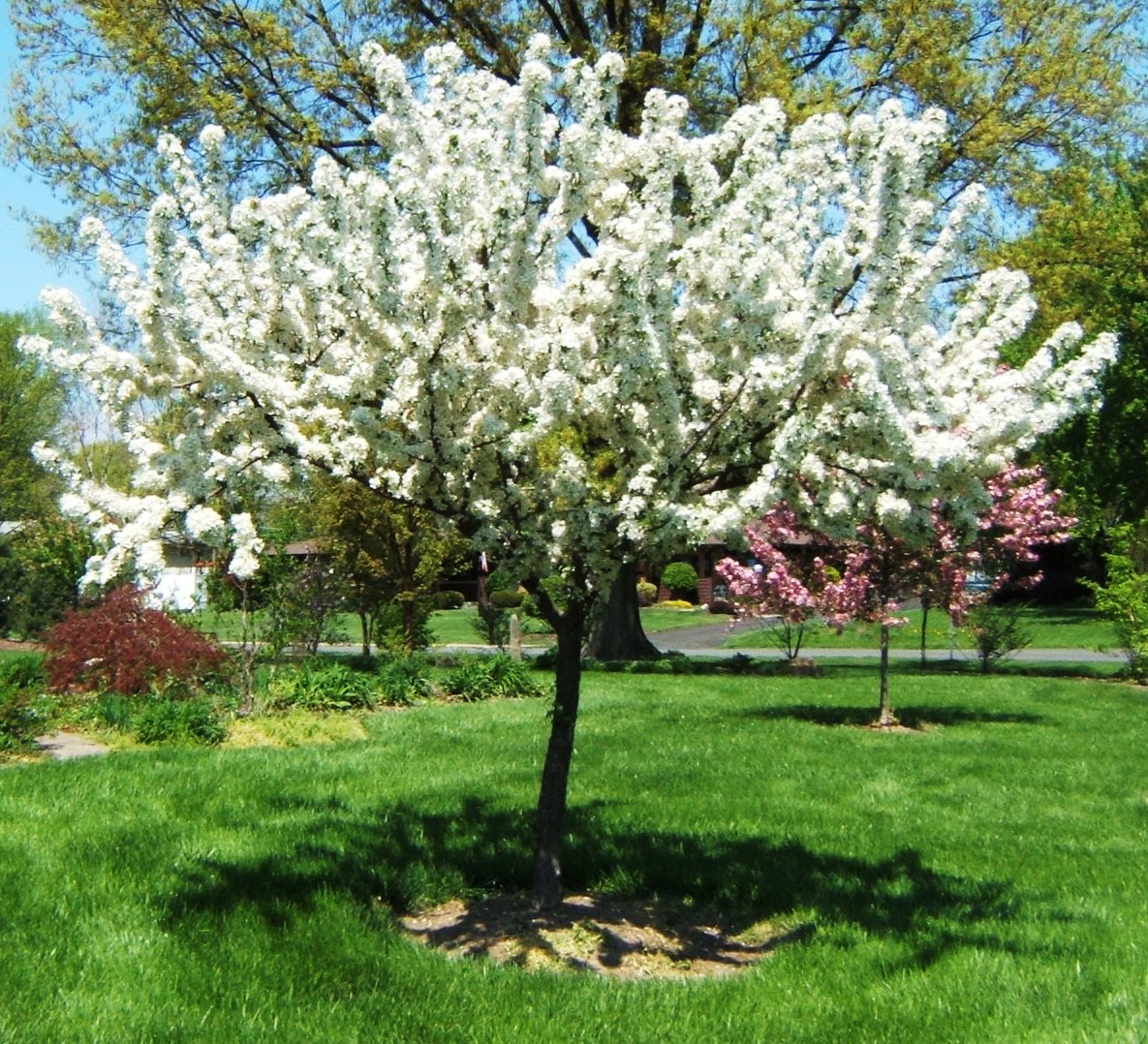 Redbud Crabapple (Malus x zumi &