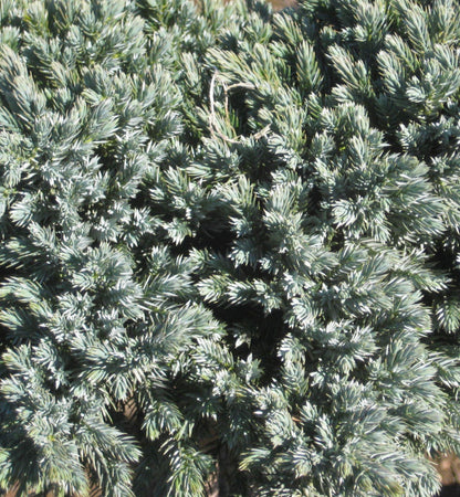 Blue Star Juniper (Juniperus squamata &