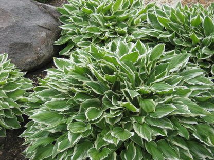Francee Plantain Lily (Hosta francee &