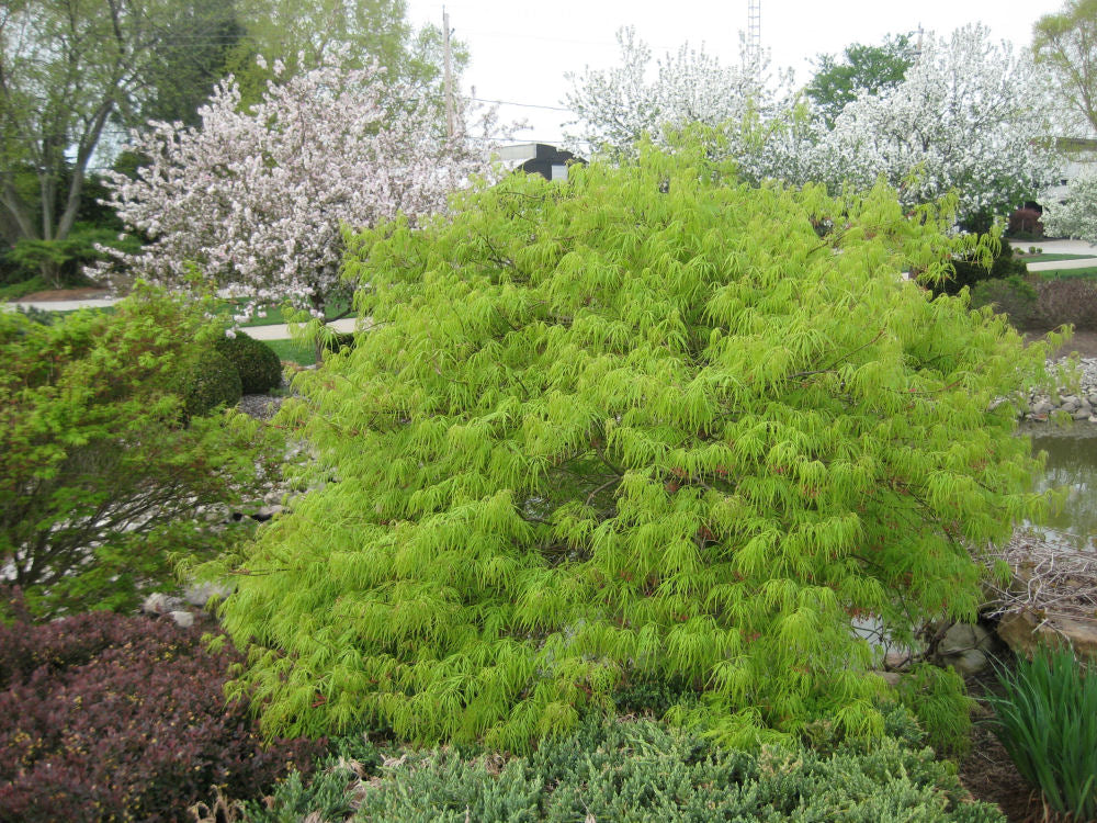 Green Laceleaf Japanese Maple (Acer palmatum var. dissectum &