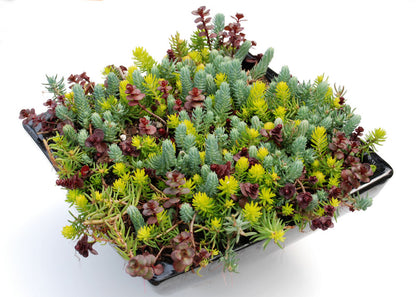 Flaming Carpet Stonecrop (Sedum &