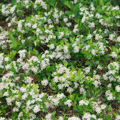 Ground Hug® Aronia melanocarpa (Aronia melanocarpa &